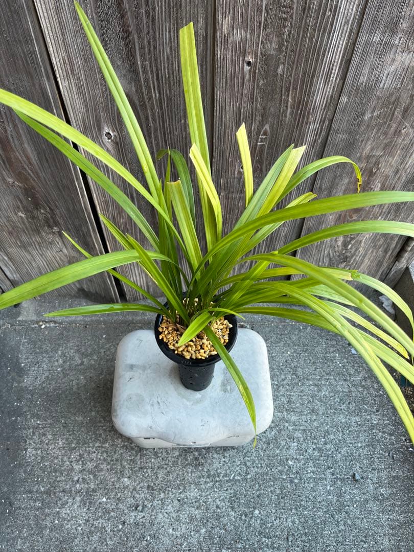 日向寒蘭銘品『日向の誉』成木9条　寒蘭　春蘭　東洋蘭　万年青