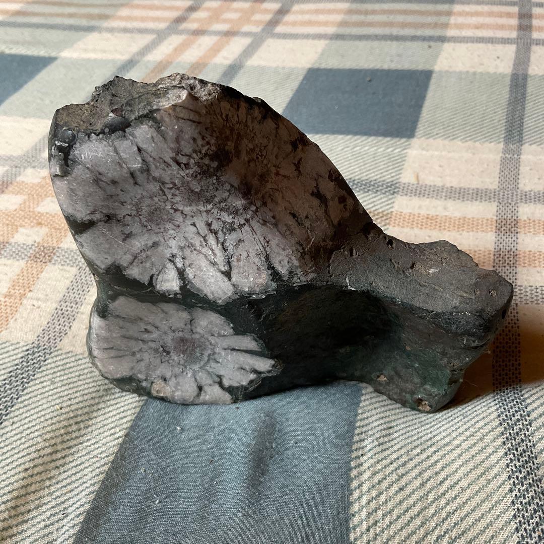 菊花石　根尾川産地物　台座無し　0.8kg 【産地物　極上美品　インテリアに】。