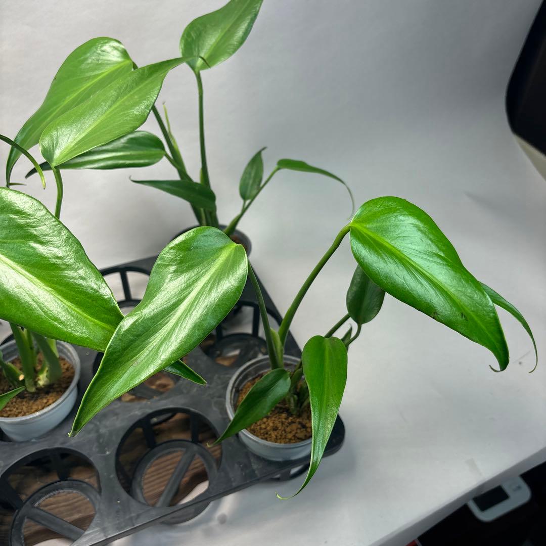 S*T様 5株セットms37モンステラ バールマルクスフレーム