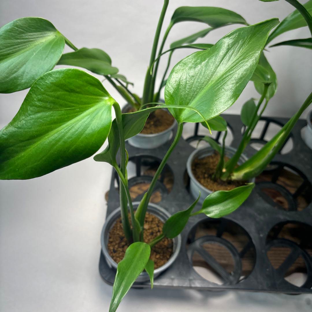 S*T様 5株セットms37モンステラ バールマルクスフレーム