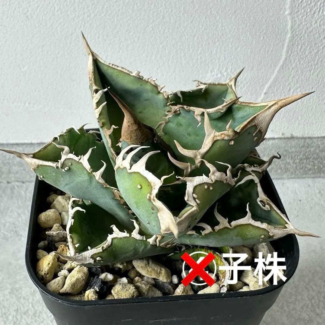 チタノタ 台湾産 スタッズ特選株 セット ※バラ売り可能 検）冰雹、麻花龍