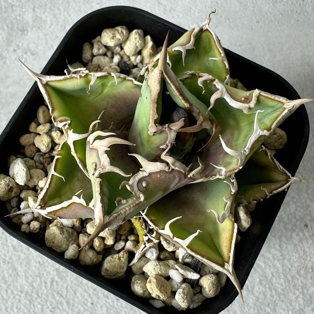 チタノタ 台湾産 スタッズ特選株 セット ※バラ売り可能 検）冰雹、麻花龍