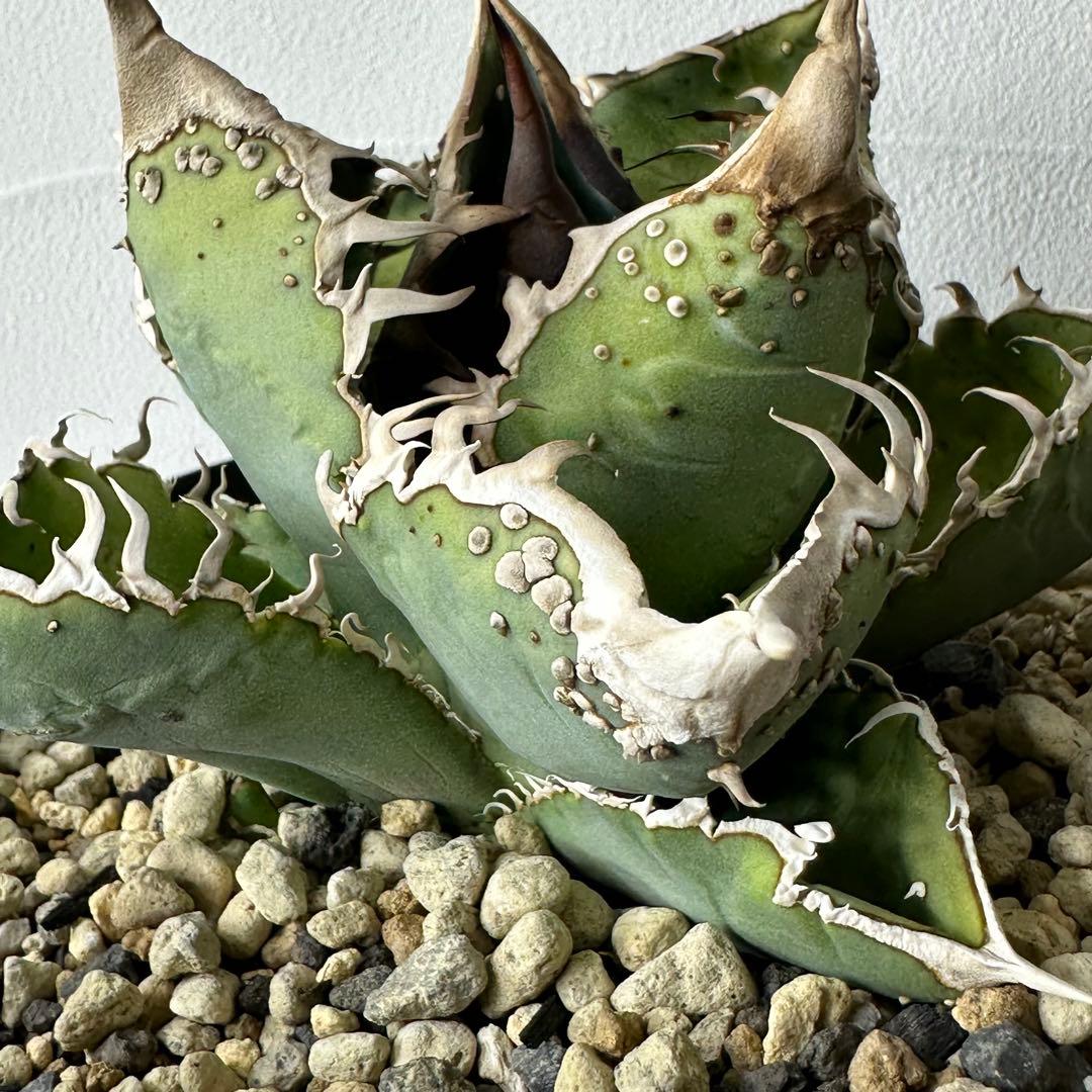 チタノタ 台湾産 スタッズ特選株 セット ※バラ売り可能 検）冰雹、麻花龍