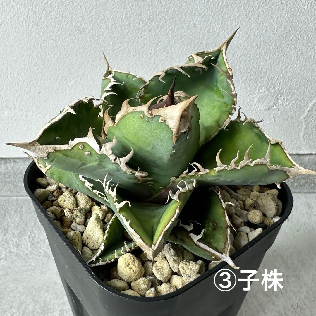 チタノタ 台湾産 スタッズ特選株 セット ※バラ売り可能 検）冰雹、麻花龍