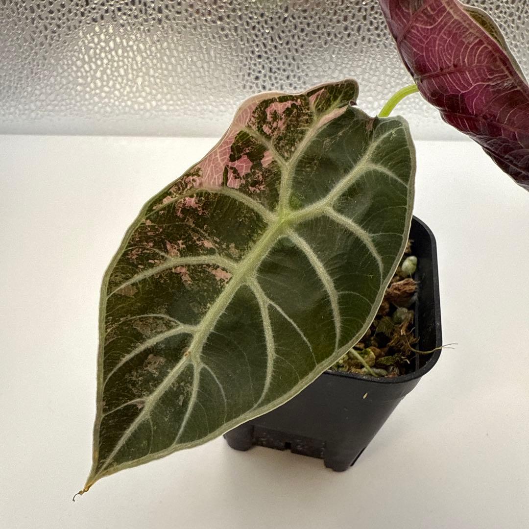 m*a様 格安 アロカシア ワトソニアナ ピンク