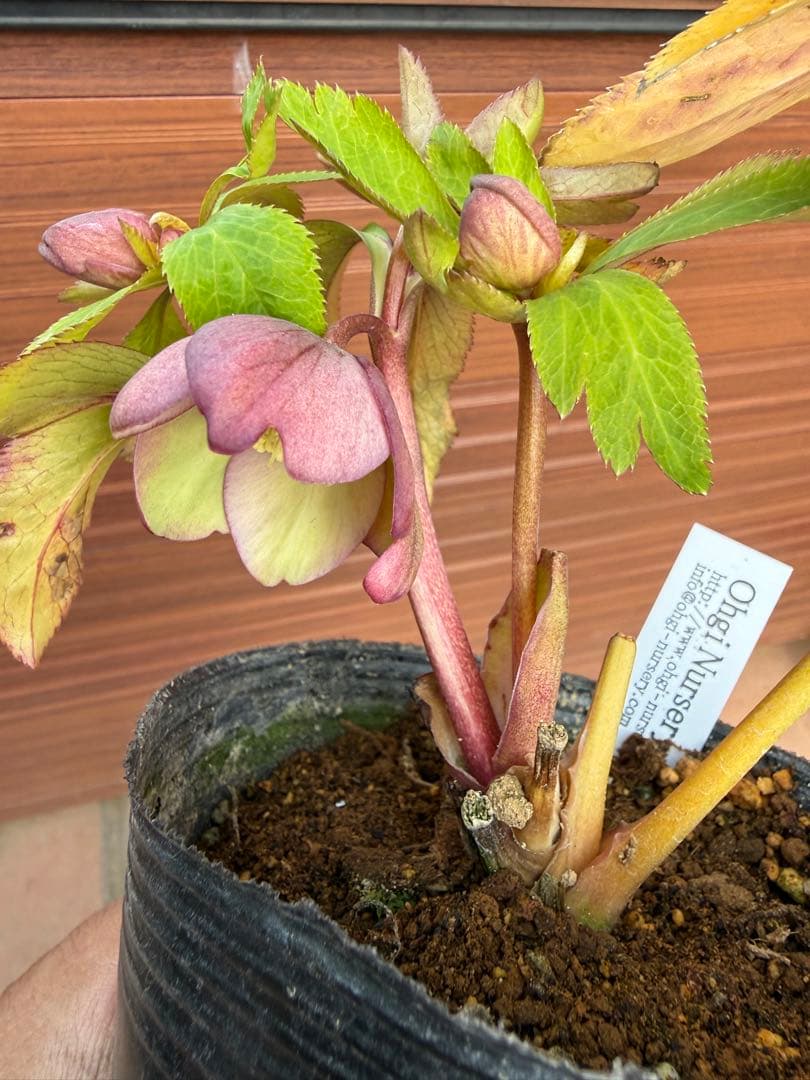 【未株分】大木ナーセリー クリスマスローズ プルプラ系オーレア交配