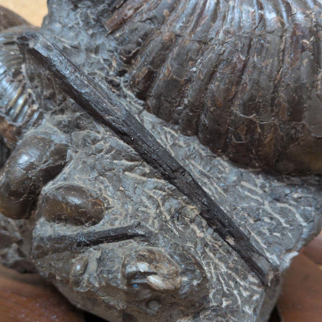 アンモナイト化石 (447)木製台座付き