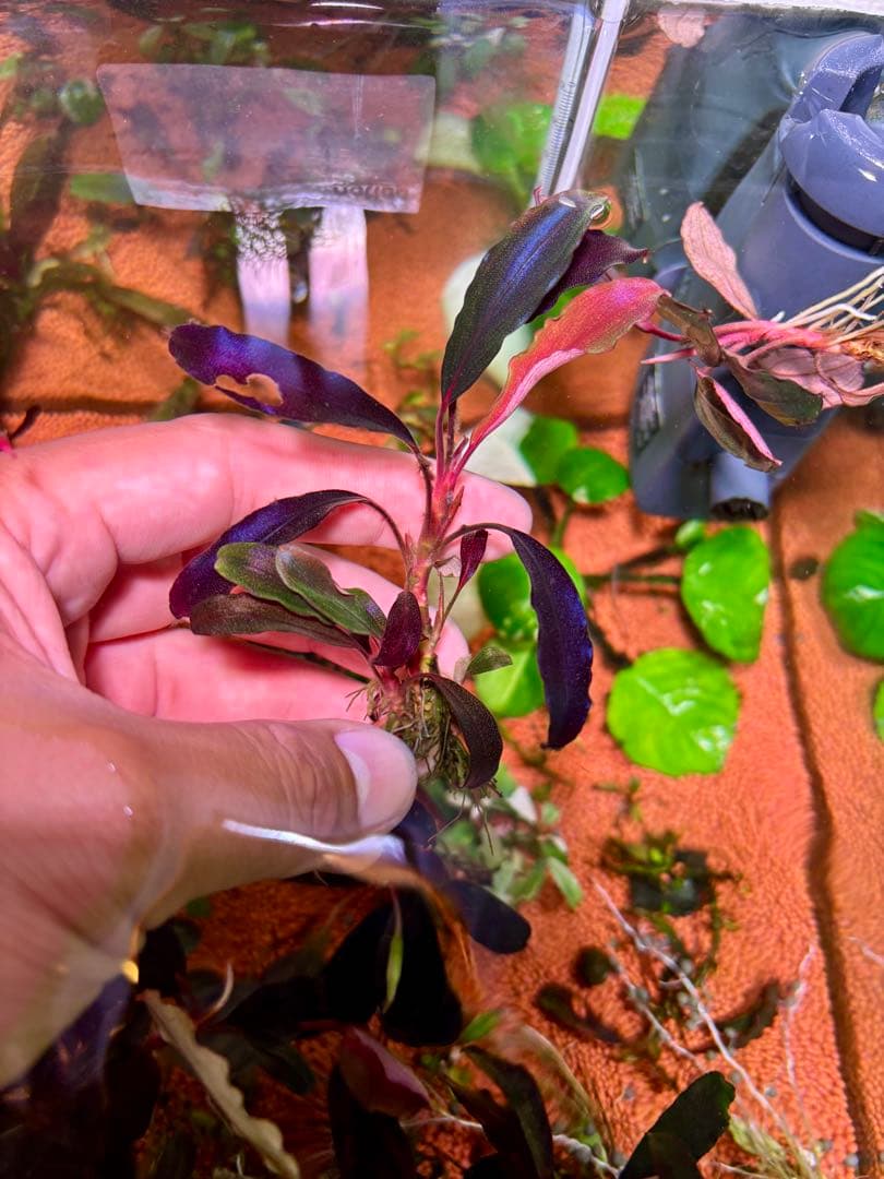 ブセファランドラspゴーストカリマンタン 群生株