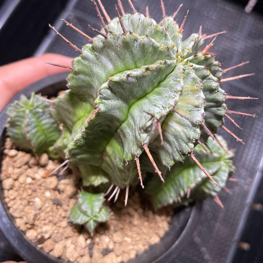 ホリダ錦　ユーフォルビア　サボテン　多肉植物