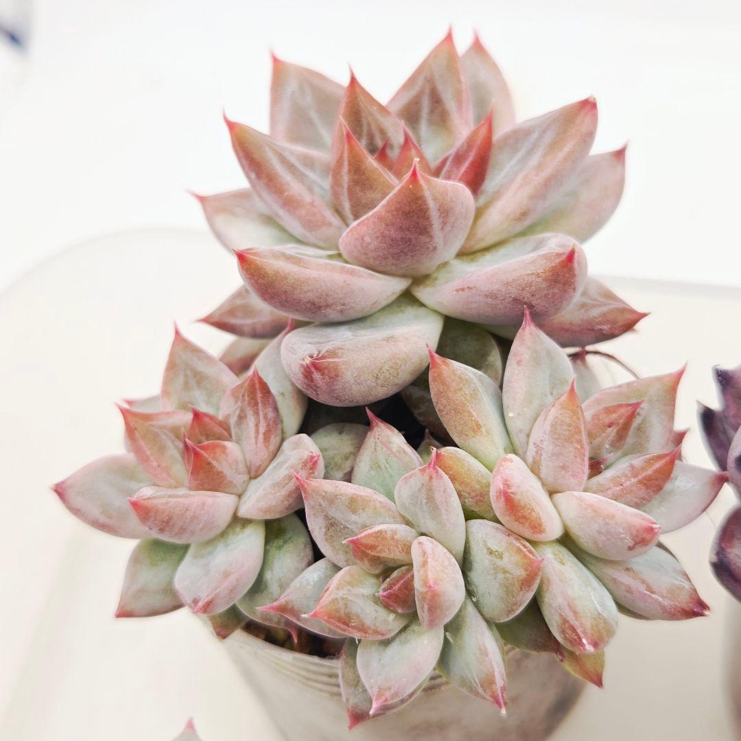 あ*か様 ㊶大きめ苗! 桜鬼❣️ちょこん❣️祭囃子❣️おらいさん発根済 6苗メル