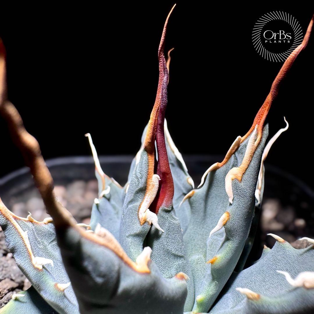 【実生】アガベ ユタエンシス エボリスピナ コークスクリュー 美形 微陽炎株