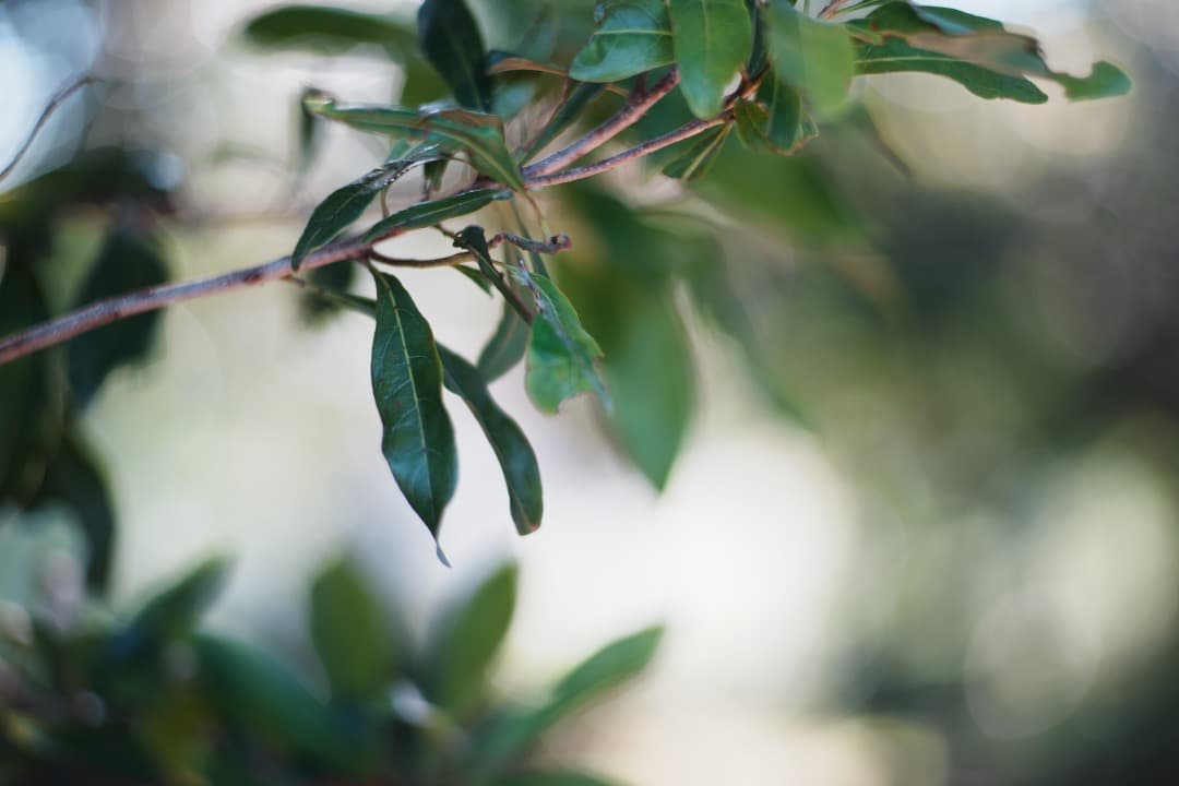 【極美品】Nikon New Nikkor 85mm F1.8 ニコン 773