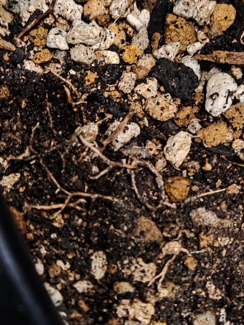 専用出品 セット割 ユッカロストラータ (の)