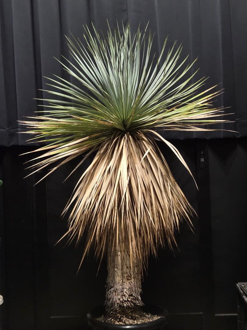 専用出品 セット割 ユッカロストラータ (の)