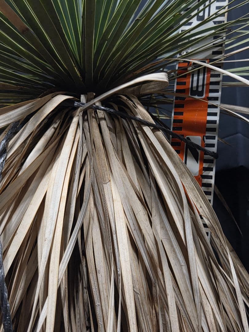 専用出品 セット割 ユッカロストラータ (の)