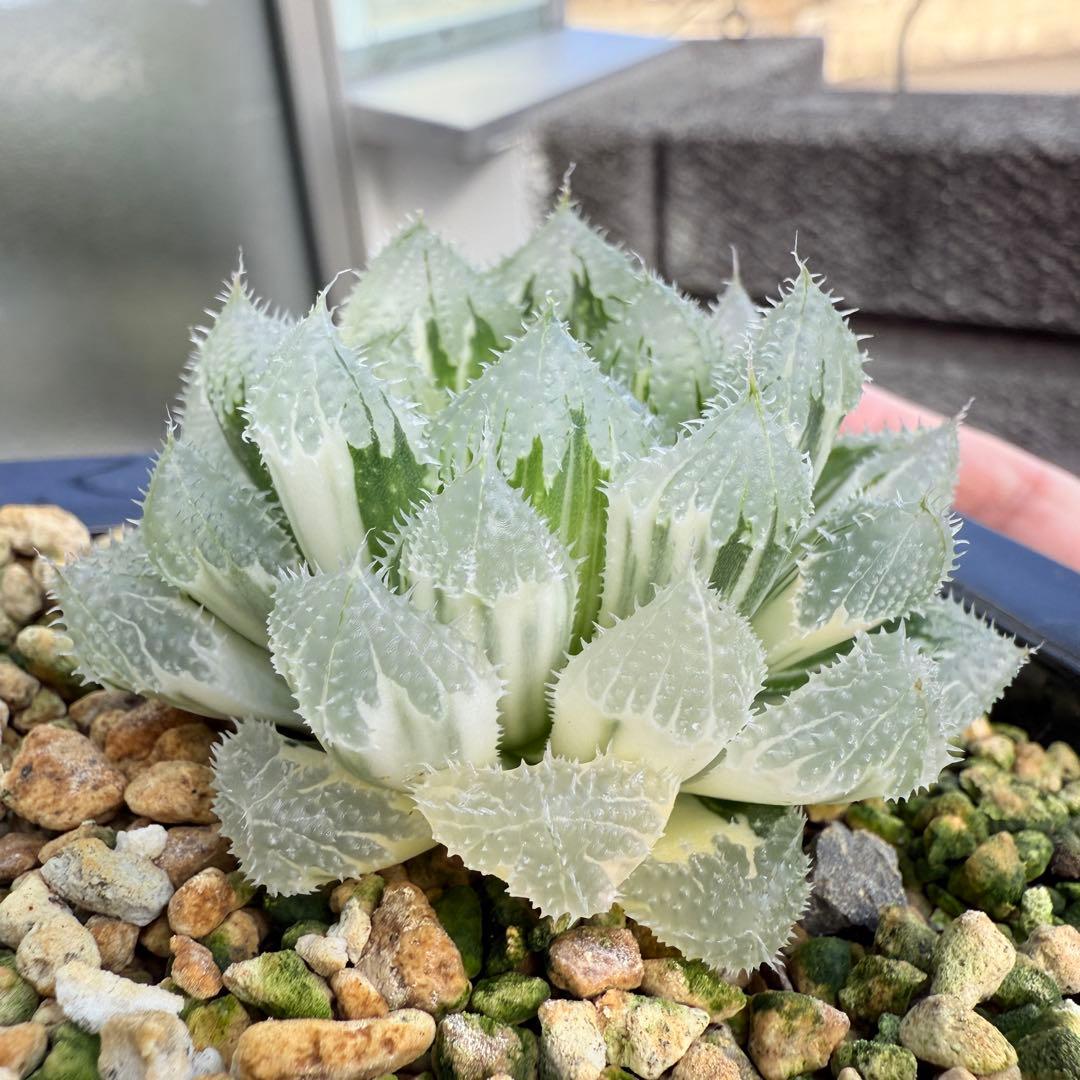 多肉植物 ハオルチア 氷魂オブツーサ錦 親株 10.5x10.5cm鉢
