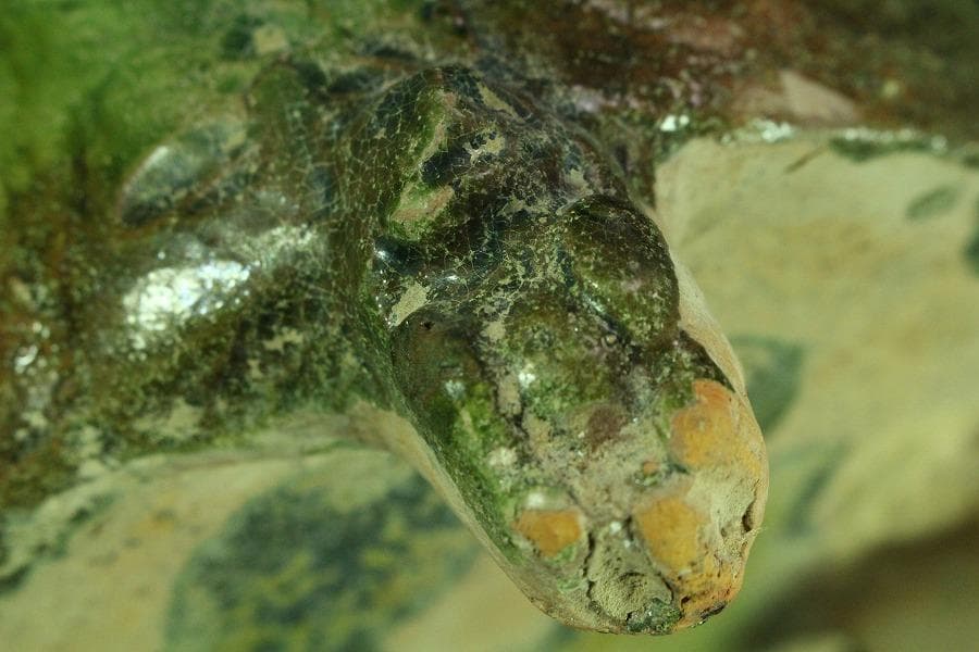 中国美術 緑釉 菌 後漢 時代物(K-A357)