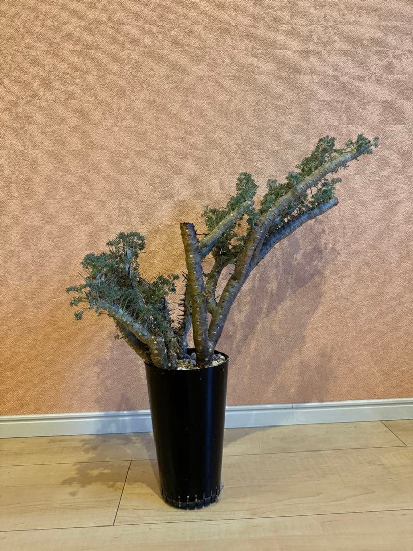 サルコカウロン ヘレー　竜骨城