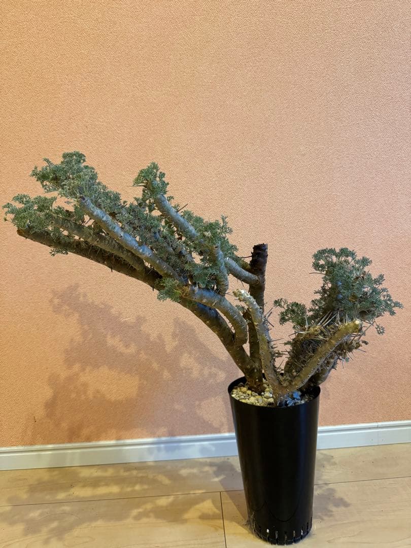 サルコカウロン ヘレー　竜骨城