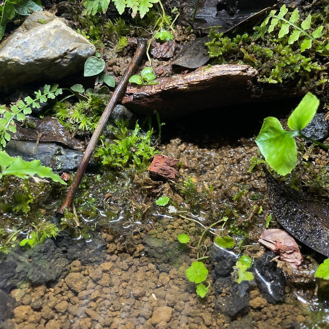 【受注生産】苔テラリウム、パルダリウム、オーダーメイド受付中