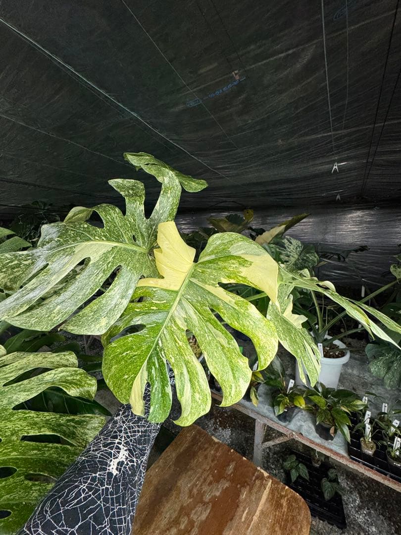 LG10モンステラ　レガシー　美斑入り健康株