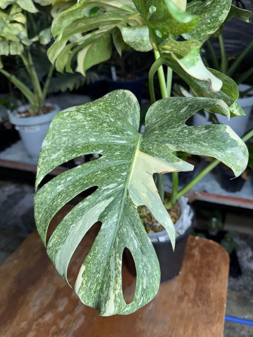 LG10モンステラ　レガシー　美斑入り健康株