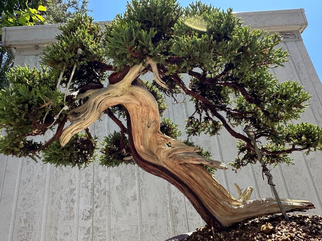 中型盆栽( 引取限定　) 大阪府和泉市