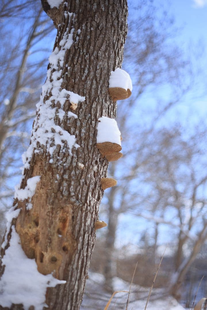 Super-Takumar 55mm F1.8 前期型 S/N：1252818