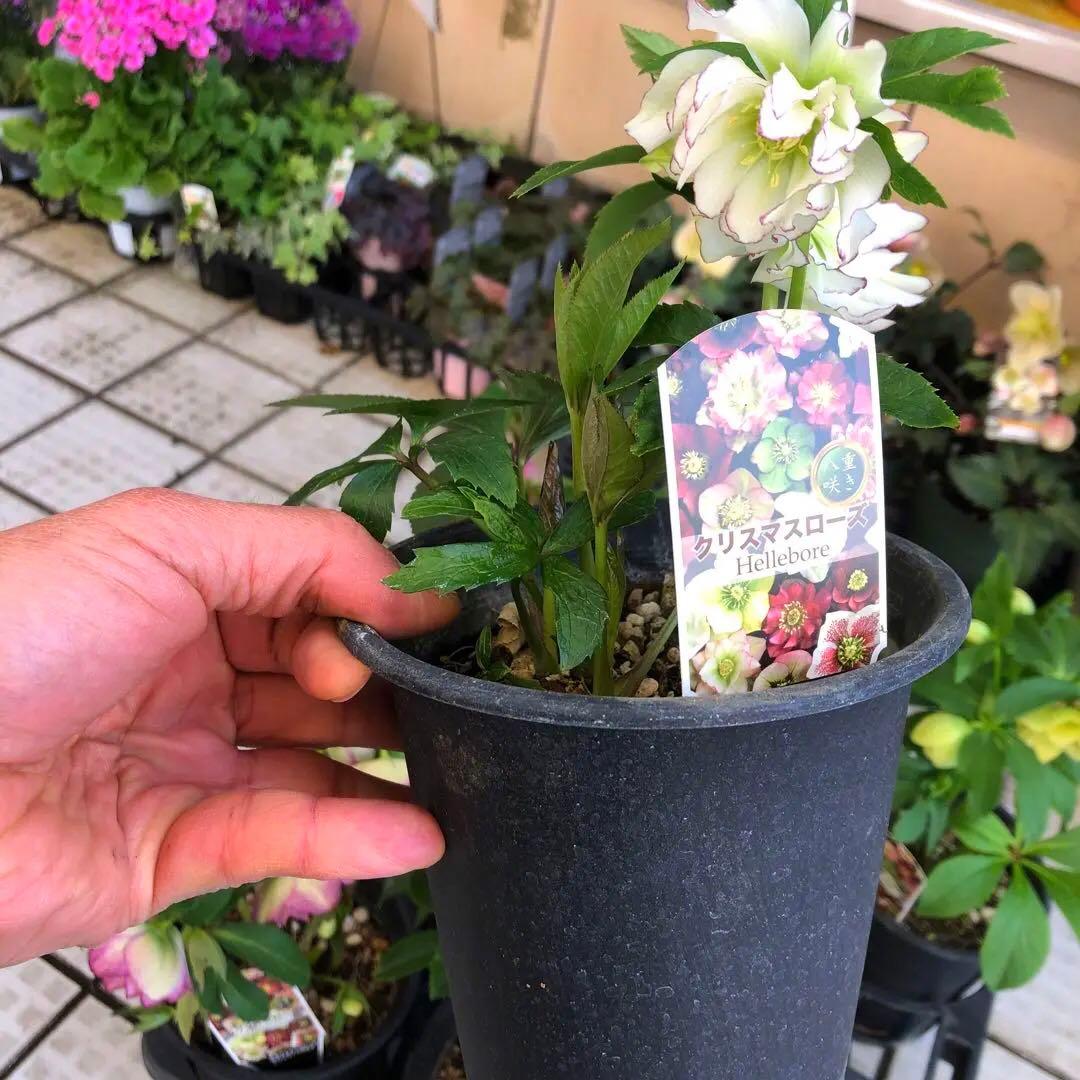 新春大特価 クリスマスローズ 八重 8種セット 豊園芸 花付き現品発送レア品種