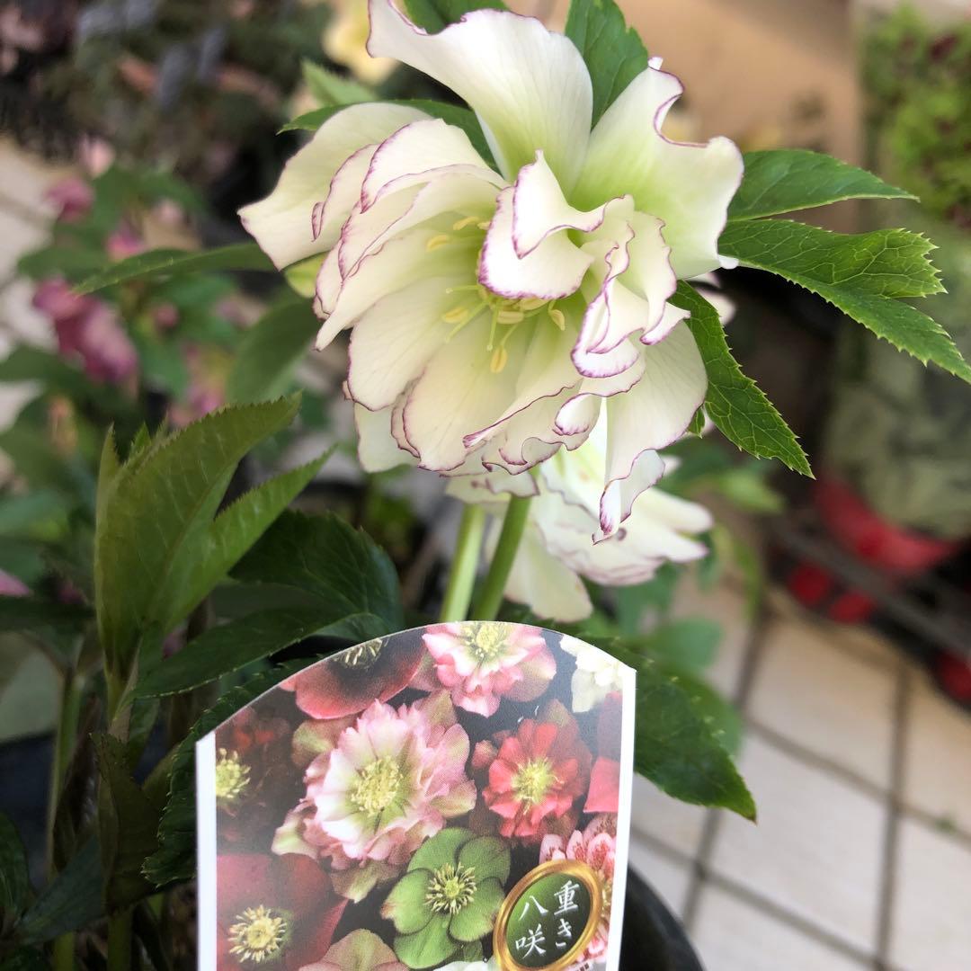 新春大特価 クリスマスローズ 八重 8種セット 豊園芸 花付き現品発送レア品種