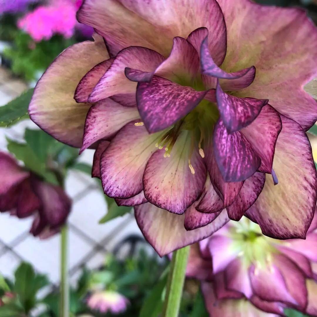 新春大特価 クリスマスローズ 八重 8種セット 豊園芸 花付き現品発送レア品種