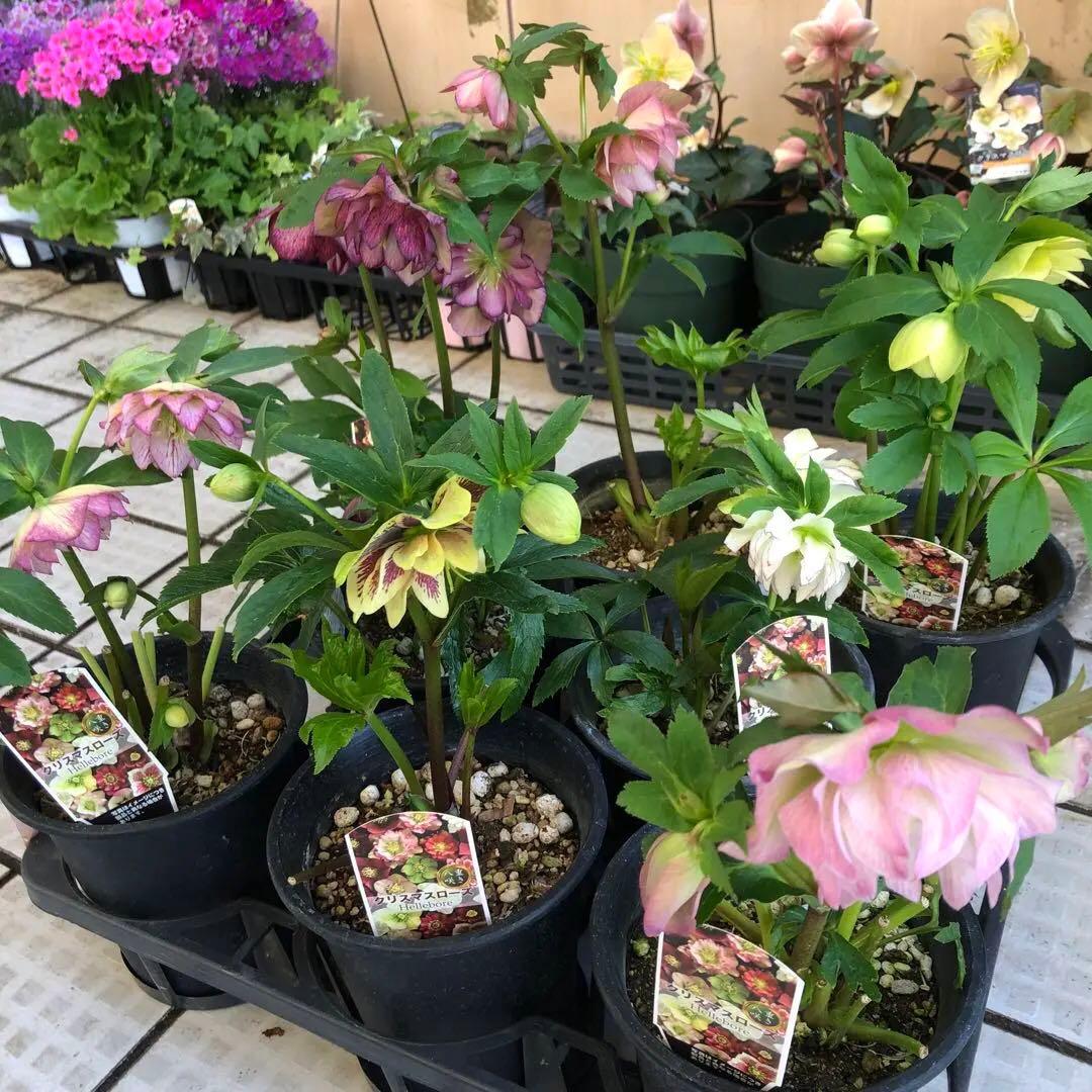 新春大特価 クリスマスローズ 八重 8種セット 豊園芸 花付き現品発送レア品種