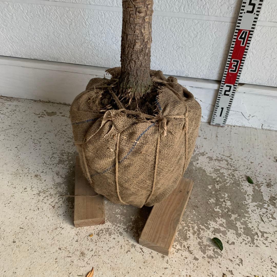 引き取り限定　大株　赤ドラセナ　斑入り　コルジリネ レッドスター　37