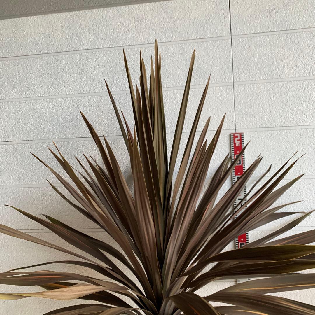 引き取り限定　大株　赤ドラセナ　斑入り　コルジリネ レッドスター　37