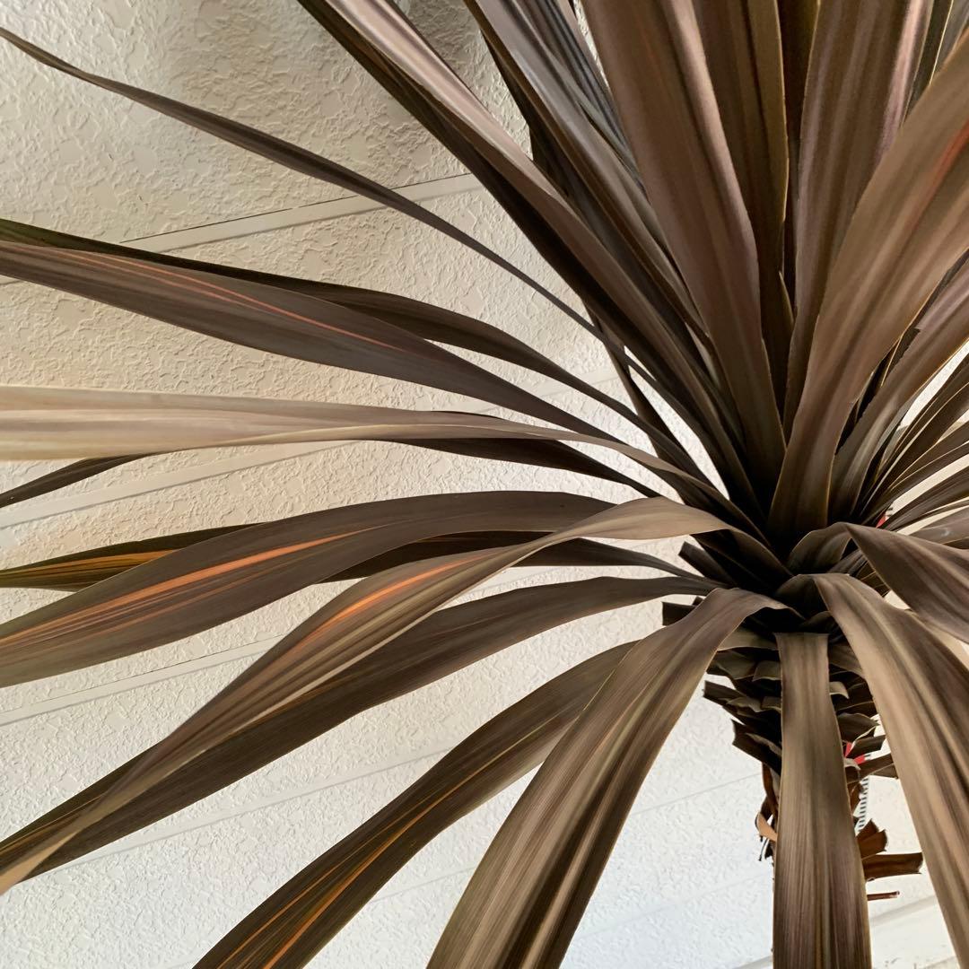 引き取り限定　大株　赤ドラセナ　斑入り　コルジリネ レッドスター　37