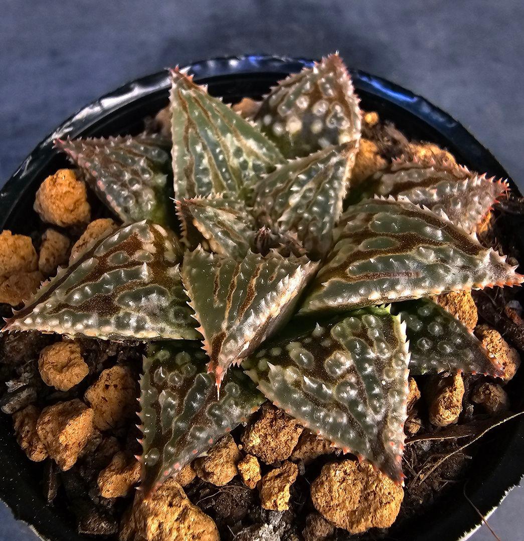 多肉植物 ハオルチア LALK×闇の森兄弟