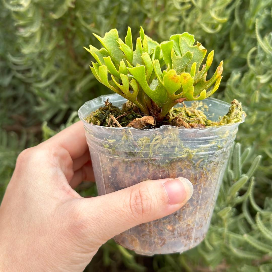 chococoffee 2点セット