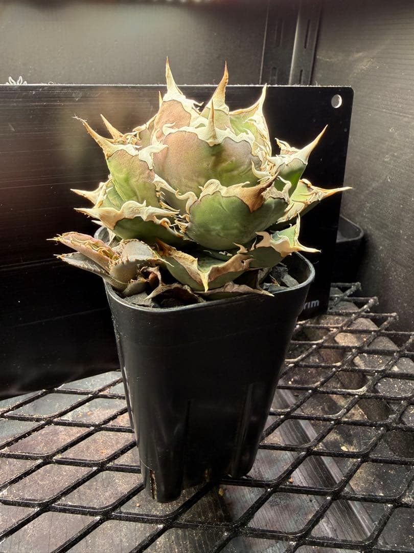 アガベFO-076 ボールタイプ