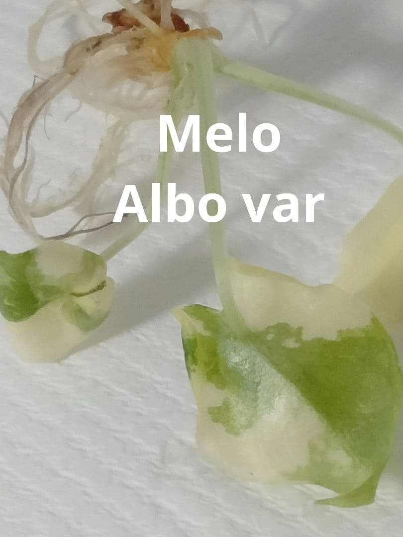 Alocasia Melo Albo var アロカシア メロ アルボ 斑入り