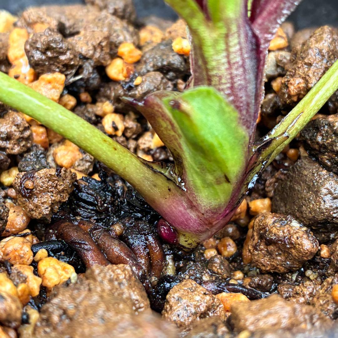 も*子様 ☘️ラスト2☘️蕾付き3341⭐️超小輪⭐️MIX顔【クレオパトラ＋彗