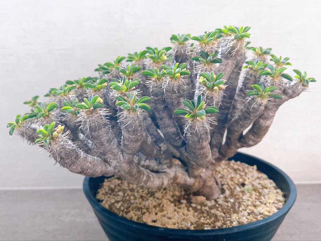 《期間限定販売❗️》『ユーフォルビア　ギラウミニアナ』現地球　発根済み極美大株