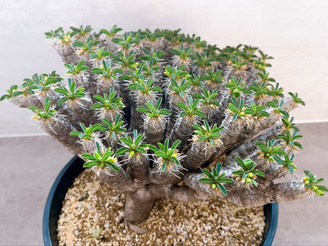 《期間限定販売❗️》『ユーフォルビア　ギラウミニアナ』現地球　発根済み極美大株