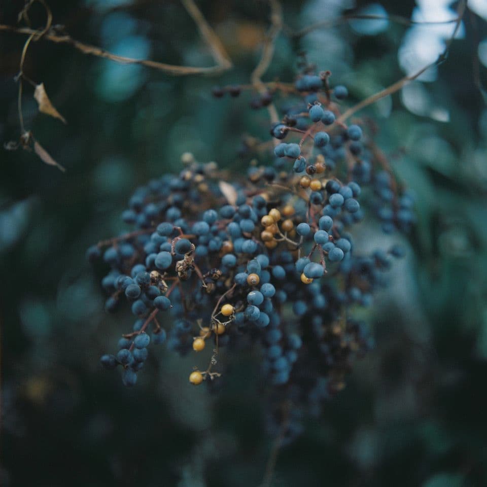 ROLLEIFLEX 3.5F Planar ＋ ローライナーⅢ