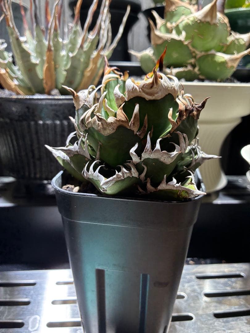 f m産専用ページ