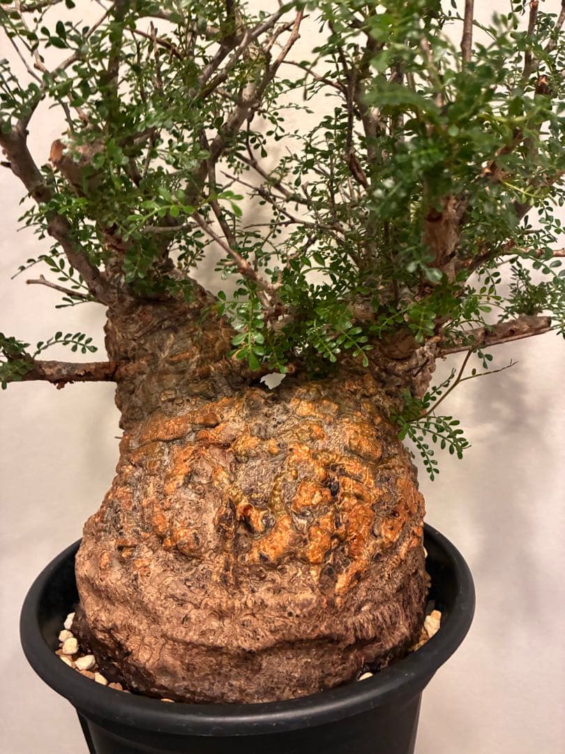 オペルクリカリア　パキプス　発根済株