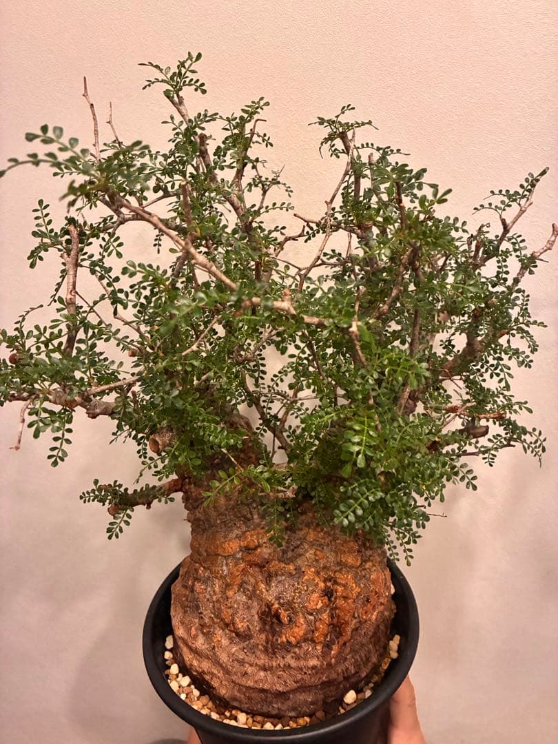 オペルクリカリア　パキプス　発根済株