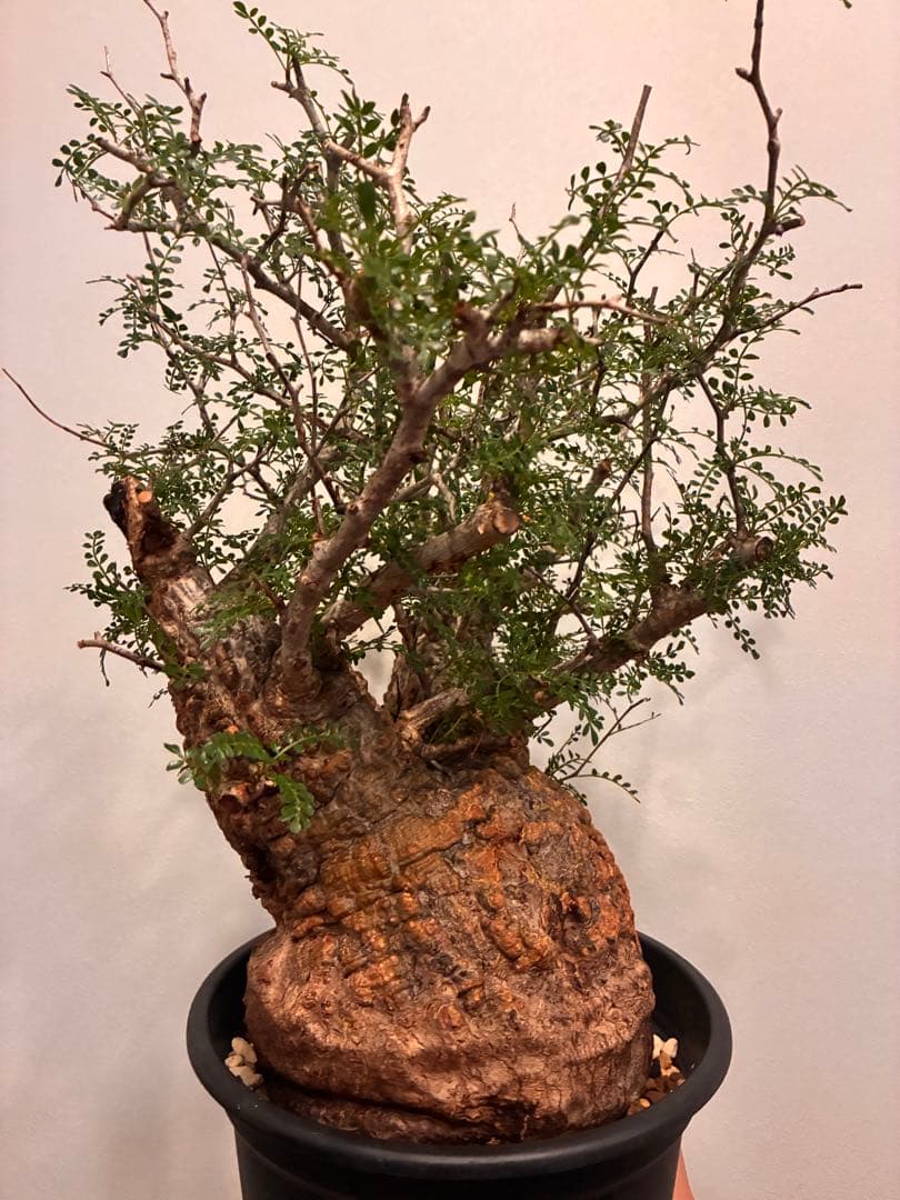 オペルクリカリア　パキプス　発根済株