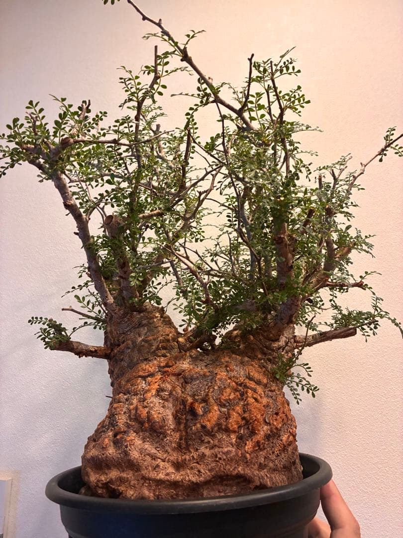 オペルクリカリア　パキプス　発根済株