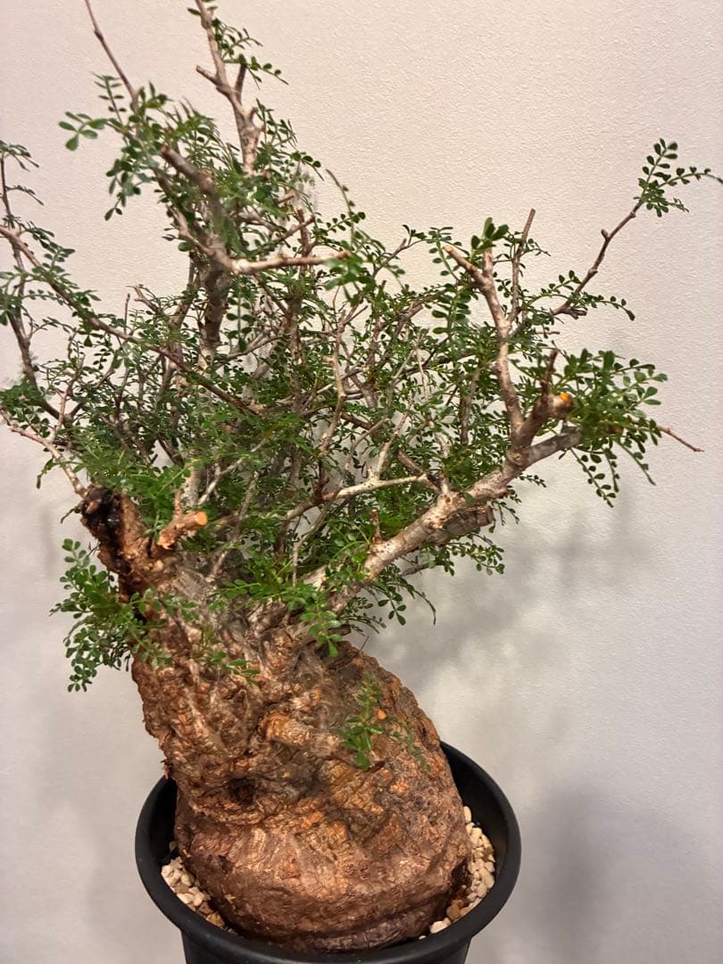 オペルクリカリア　パキプス　発根済株