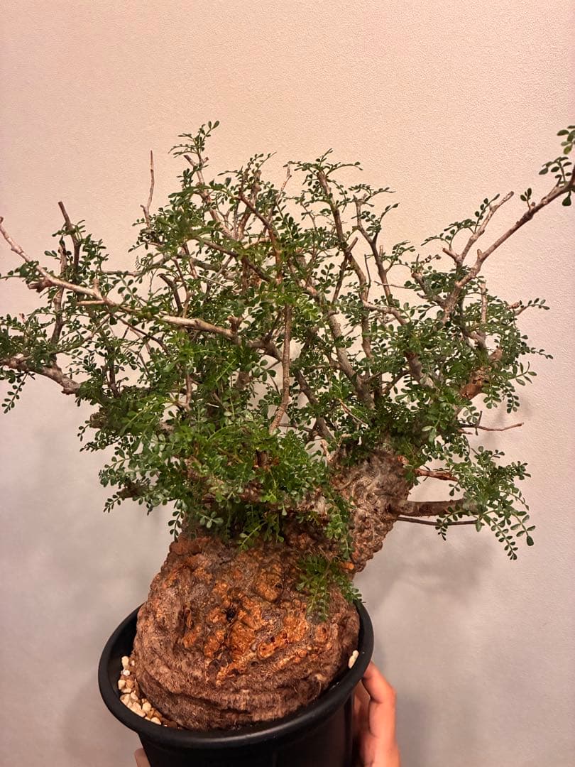 オペルクリカリア　パキプス　発根済株